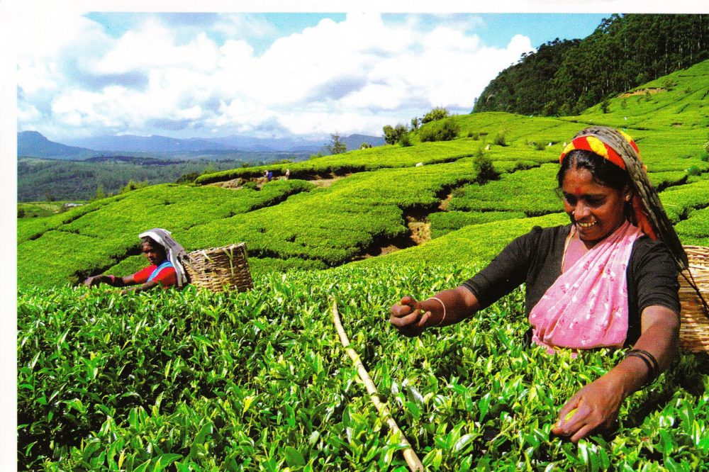 JETWING ITALIA is increasingly Social and supports the INSTAGRAM CAMPAIGN on SUSTAINABLE TOURISM launched by JETWING GROUP in SRI LANKA