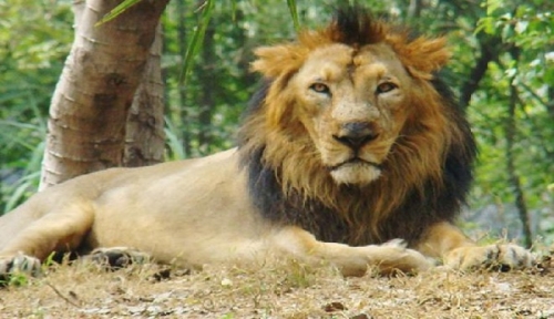 INDIA – The Asiatic lion