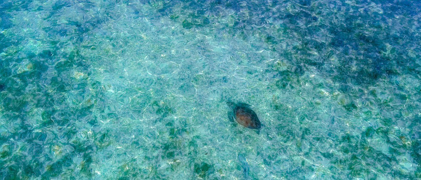 Proteggi le alghe delle Maldive, le “praterie del mare”