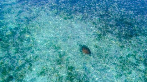 Protect Maldives Seagrass, PRAIRIES OF THE SEA